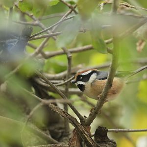 Black-throated bushtit (Aegithalos concinnus)