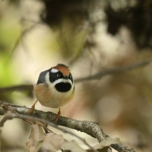 Black-throated bushtit (Aegithalos concinnus)