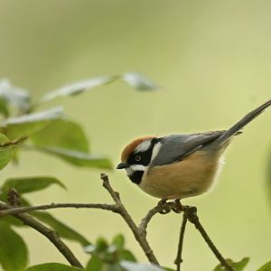 Black-throated bushtit (Aegithalos concinnus)