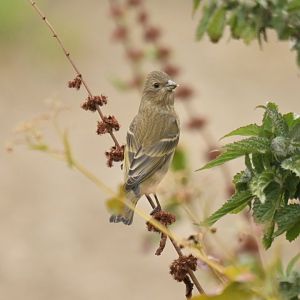 Common Rosefinch Carpodacus erythrinus