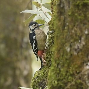 Himalayan woodpecker (Dendrocopos himalayensis)