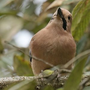 Eurasian Jay Garrulus glandarius bispecularis