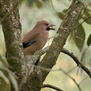 Eurasian Jay Garrulus glandarius bispecularis