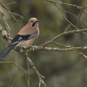 Eurasian Jay Garrulus glandarius bispecularis