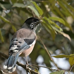 Black-headed Jay Garrulus lanceolatus