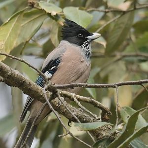 Black-headed Jay Garrulus lanceolatus