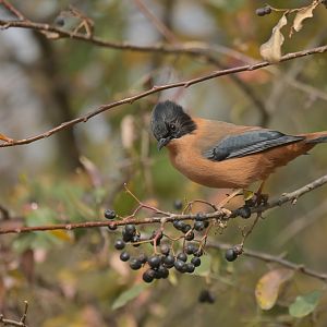 Rufous Sibia Heterophasia capistrata