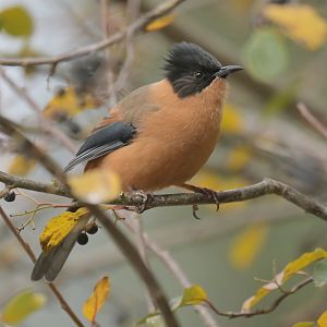 Rufous Sibia Heterophasia capistrata