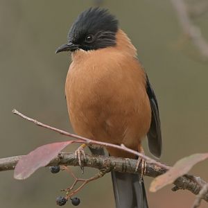 Rufous Sibia Heterophasia capistrata