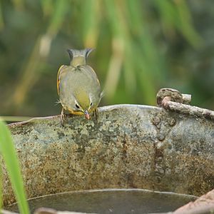 Red-billed Leiothrix Leiothrix lutea