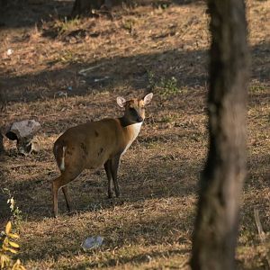 Northern red muntjack Muntiacus vaginalis