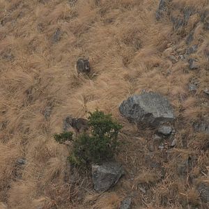 Himalayan goral Nemorhaedus goral