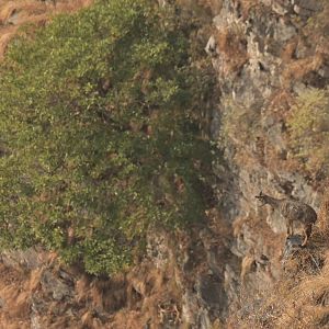 Himalayan goral Nemorhaedus goral