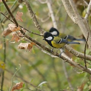 Green-backed tit Parus monticolus