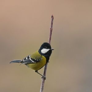 Green-backed tit Parus monticolus