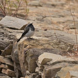 Blue-capped Redstart Phoenicurus coeruleocephala