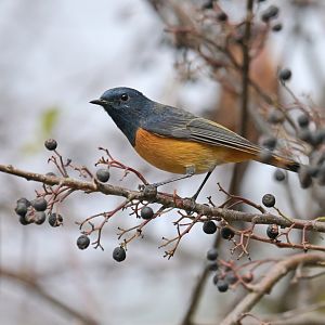 Blue-fronted Redstart Phoenicurus frontalis