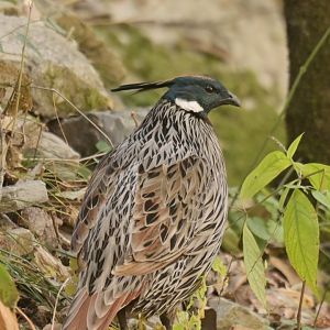 Koklass pheasant Pucrasia macrolopha