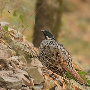 Koklass pheasant Pucrasia macrolopha