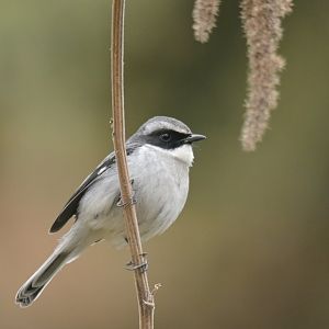Grey bushchat Saxicola ferreus