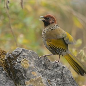 Chestnut-crowned Laughingthrush Trochalopteron erythrocephalum