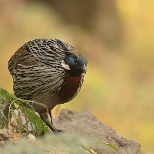 Koklass pheasant Pucrasia macrolopha
