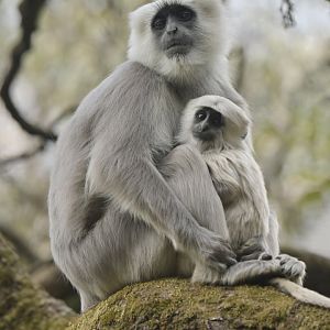 Nepal grey langur Semnopithecus schistaceus