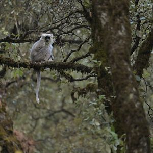 Nepal grey langur Semnopithecus schistaceus
