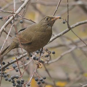 Grey-winged Blackbird Turdus boulboul