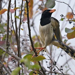 Red-billed blue magpie Urocissa erythrochyncha