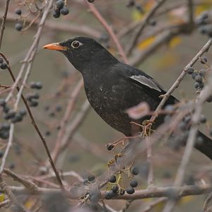 Grey-winged Blackbird Turdus boulboul