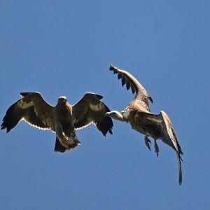 Steppe eagle (Aquila nipalensis) and Himalayan vulture (Gyps himalayensis) fight