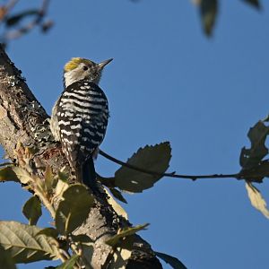 Brown-fronted Woodpecker Dendrocoptes auriceps