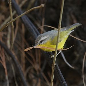 Grey-hooded Warbler Phylloscopus xanthoschistos