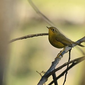 Golden Bush Robin Tarsiger chrysaeus