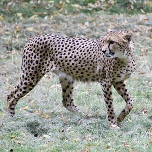 Billy, Sudan cheetah (Acinonyx jubatus soemmeringii) - August 2025