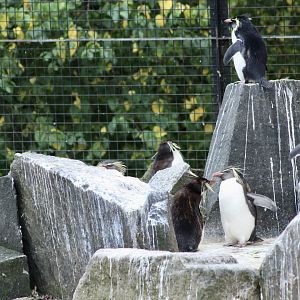 Northern rockhopper penguins (Eudyptes moseleyi) - August 2025