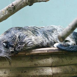 Tenzin, binturong (Arctictis binturong) - August 2025