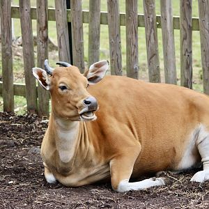 Javan banteng (Bos javanicus javanicus) - August 2025