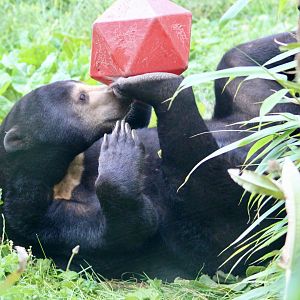 Babu, sun bear (Helarctos malayanus) - August 2025