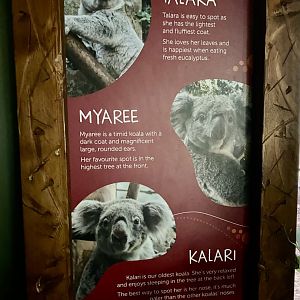 Updated female koala signage