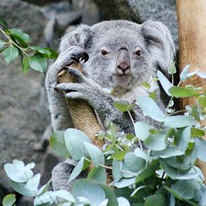 Kalari, koala (Phascolarctos cinereus) - August 2025