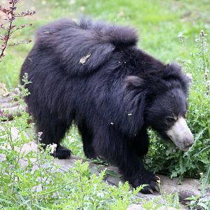 Cipísek, Indian sloth bear (Melursus ursinus ursinus) - August 2025