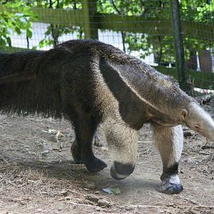 Giant anteater (Myrmecophaga tridactyla) - August 2025