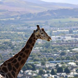 Nubian giraffe (Giraffa camelopardalis camelopardalis) - August 2025
