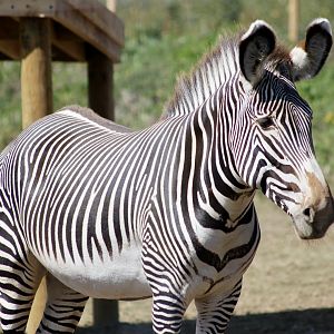 Grevy's zebra (Equus grevyi) - August 2025