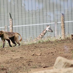 Geladas (Theropithecus gelada) with Nubian giraffe - August 2025