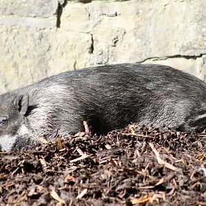 Negros Island warty pig (Sus cebifrons negrinus) - August 2025