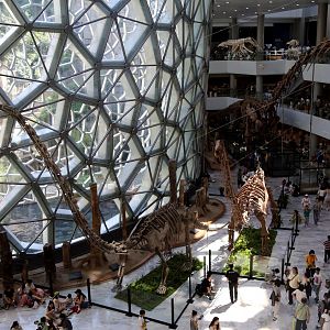 Sauropods in the Main Atrium