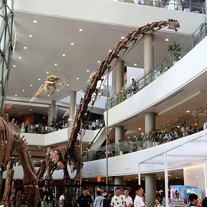 Ruyangosaurus giganteus, Cast